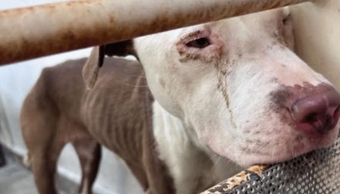Indignación en Nuevo León por sacrificio de 70 perros en Centro de Bienestar Animal