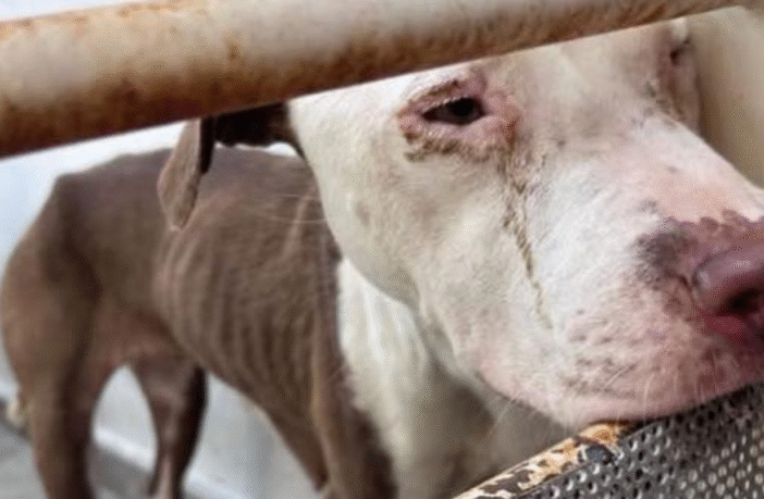 Indignación en Nuevo León por sacrificio de 70 perros en Centro de Bienestar Animal