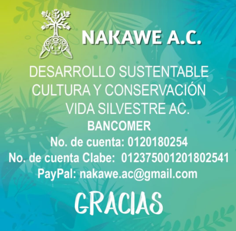 Notiespacio PV | Campamento Tortuguero Boca de Tomates sufre daños por el fuerte oleaje tras el paso de “Priscilla”