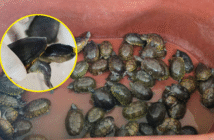 FGR y Profepa decomisan más de 2,300 tortugas y toneladas de productos marinos ilegales en Jalisco