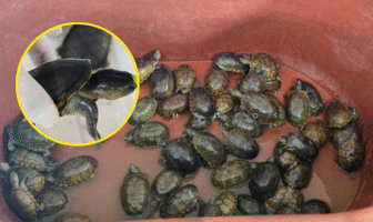 FGR y Profepa decomisan más de 2,300 tortugas y toneladas de productos marinos ilegales en Jalisco