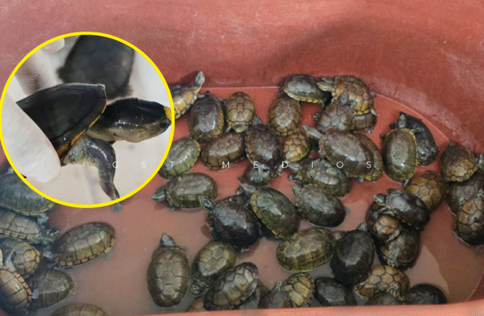 FGR y Profepa decomisan más de 2,300 tortugas y toneladas de productos marinos ilegales en Jalisco