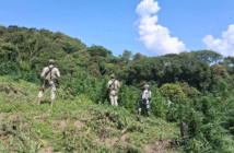 FGR destruye plantíos de marihuana en Tamazula de Gordiano, Jalisco FGR destruye plantíos de marihuana en Tamazula de Gordiano, Jalisco