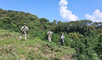 FGR destruye plantíos de marihuana en Tamazula de Gordiano, Jalisco