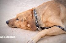 Vinculan a proceso a presunto responsable de maltrato animal en Nayarit Notiespacio PV | Vinculan a proceso a presunto responsable de maltrato animal en Nayarit