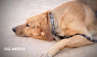 Notiespacio PV | Vinculan a proceso a presunto responsable de maltrato animal en Nayarit