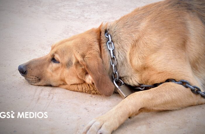 Vinculan a proceso a presunto responsable de maltrato animal en Nayarit Notiespacio PV | Vinculan a proceso a presunto responsable de maltrato animal en Nayarit