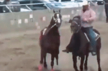 Siete muertos deja balacera en carrera de caballos en Parral, Chihuahua