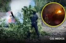 Desmantelan plantío de marihuana en Tequila