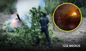 Desmantelan plantío de marihuana en Tequila