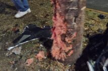 Notiespacio PV | Destroza su vehículo contra una palmera en la avenida México y huye del lugar