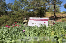 Semar destruye 32 plantíos de amapola en Nayarit durante operativos recientes