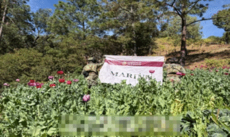 Semar destruye 32 plantíos de amapola en Nayarit durante operativos recientes