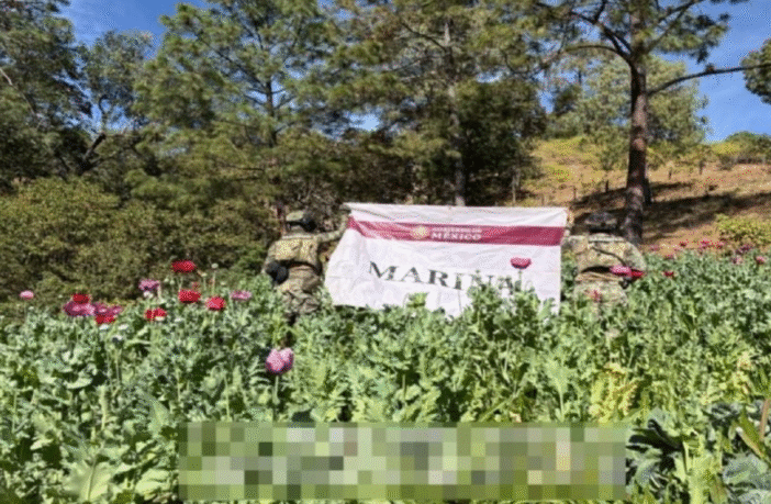 Semar destruye 32 plantíos de amapola en Nayarit durante operativos recientes