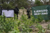 Autoridades incineran en Tequila 56 mil plantas de marihuana
