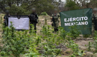 Autoridades incineran en Tequila 56 mil plantas de marihuana