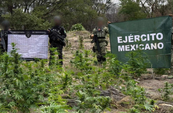 Autoridades incineran en Tequila 56 mil plantas de marihuana