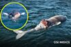 Ballena recién nacida muere en Bahía de Banderas