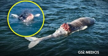 Ballena recién nacida muere en Bahía de Banderas