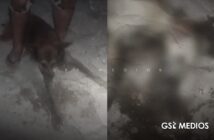 Notiespacio PV | Vecinos denuncian envenenamiento de perros en San Esteban