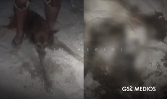 Notiespacio PV | Vecinos denuncian envenenamiento de perros en San Esteban