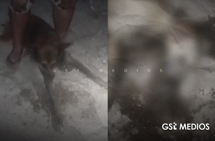 Notiespacio PV | Vecinos denuncian envenenamiento de perros en San Esteban