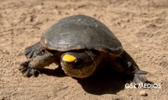 Notiespacio PV | UdeG y Profepa impulsan conservación de tortuga Casquito