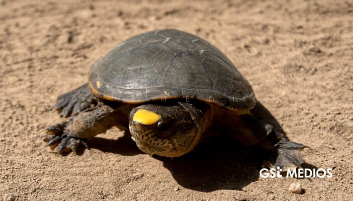 UdeG y Profepa impulsan conservación de tortuga Casquito