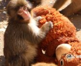 Punch y su mamá de peluche derriten corazones