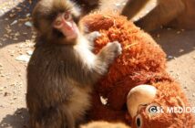 Notiespacio PV | Punch y su mamá de peluche derriten corazones