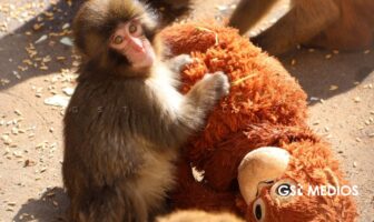 Notiespacio PV | Punch y su mamá de peluche derriten corazones