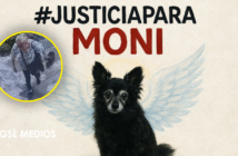 Notiespacio PV | Acusada por matar una perrita busca acuerdo para cerrar juicio