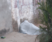 Localizan sin vida a un hombre en la colonia Los Tamarindos de Ixtapa