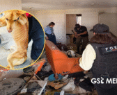 Cinco lomitos son rescatados tras denuncia por maltrato y abandono