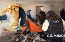 Cinco lomitos son rescatados tras denuncia por maltrato y abandono