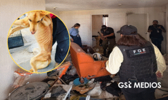 Cinco lomitos son rescatados tras denuncia por maltrato y abandono