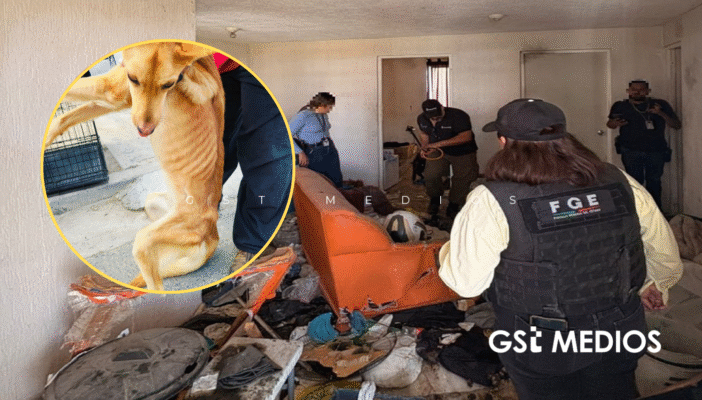 Cinco lomitos son rescatados tras denuncia por maltrato y abandono