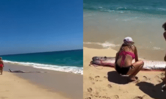VIDEO: "Pez del fin del mundo" es encontrado en playa de México