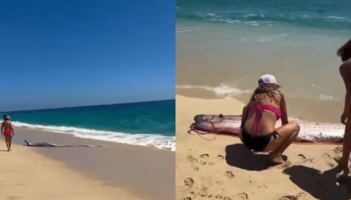 VIDEO: “Pez del fin del mundo” es encontrado en playa de México