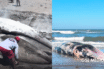 Notiespacio PV | Retiran ballena muerta en playa de Sinaloa tras varar