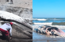 Notiespacio PV | Retiran ballena muerta en playa de Sinaloa tras varar