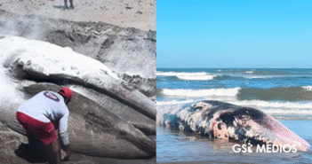 Retiran ballena muerta en playa de Sinaloa tras varar