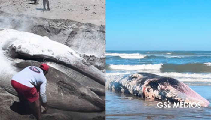 Retiran ballena muerta en playa de Sinaloa tras varar