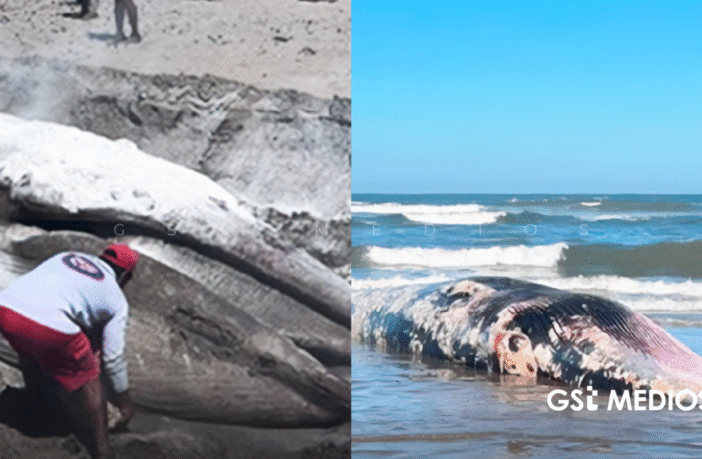 Notiespacio PV | Retiran ballena muerta en playa de Sinaloa tras varar