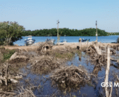 Profepa denuncia ante FGR destrucción de manglares en San Blas