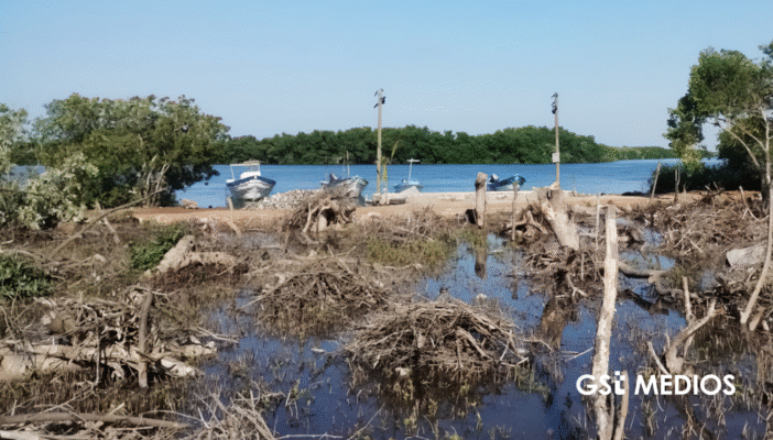 Profepa denuncia ante FGR destrucción de manglares en San Blas