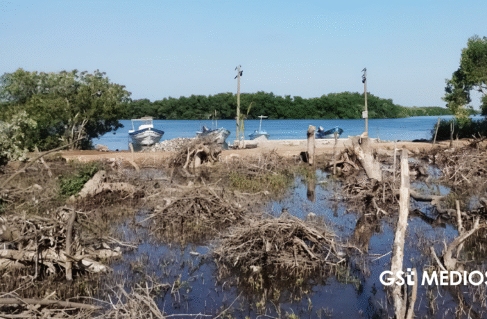 Notiespacio PV | Profepa denuncia ante FGR destrucción de manglares en San Blas