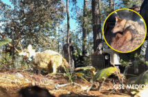 Notiespacio PV | Lobo mexicano regresa a Durango tras 50 años