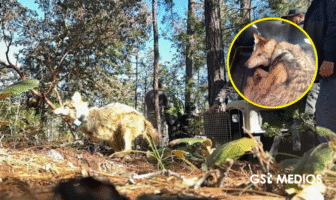 Notiespacio PV | Lobo mexicano regresa a Durango tras 50 años