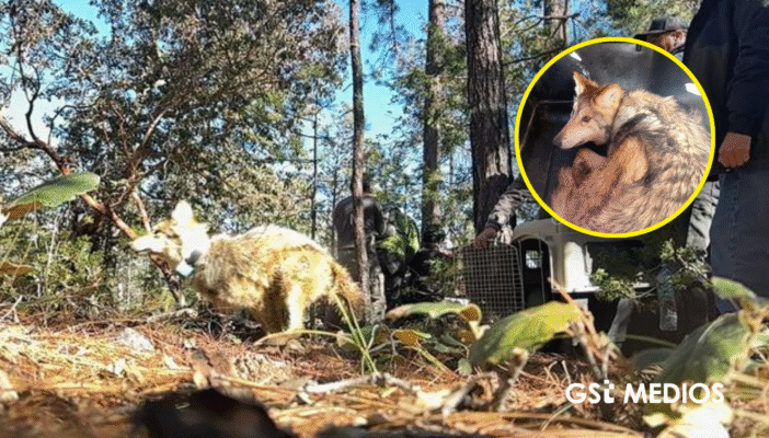 Lobo mexicano regresa a Durango tras 50 años Lobo mexicano regresa a Durango tras 50 años